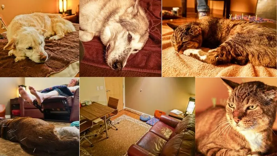 Holistic Animal Clinic thumbnail