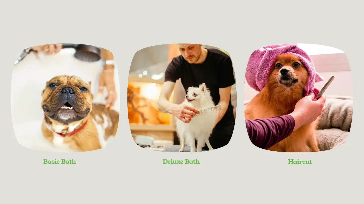 Spot Pet Care thumbnail