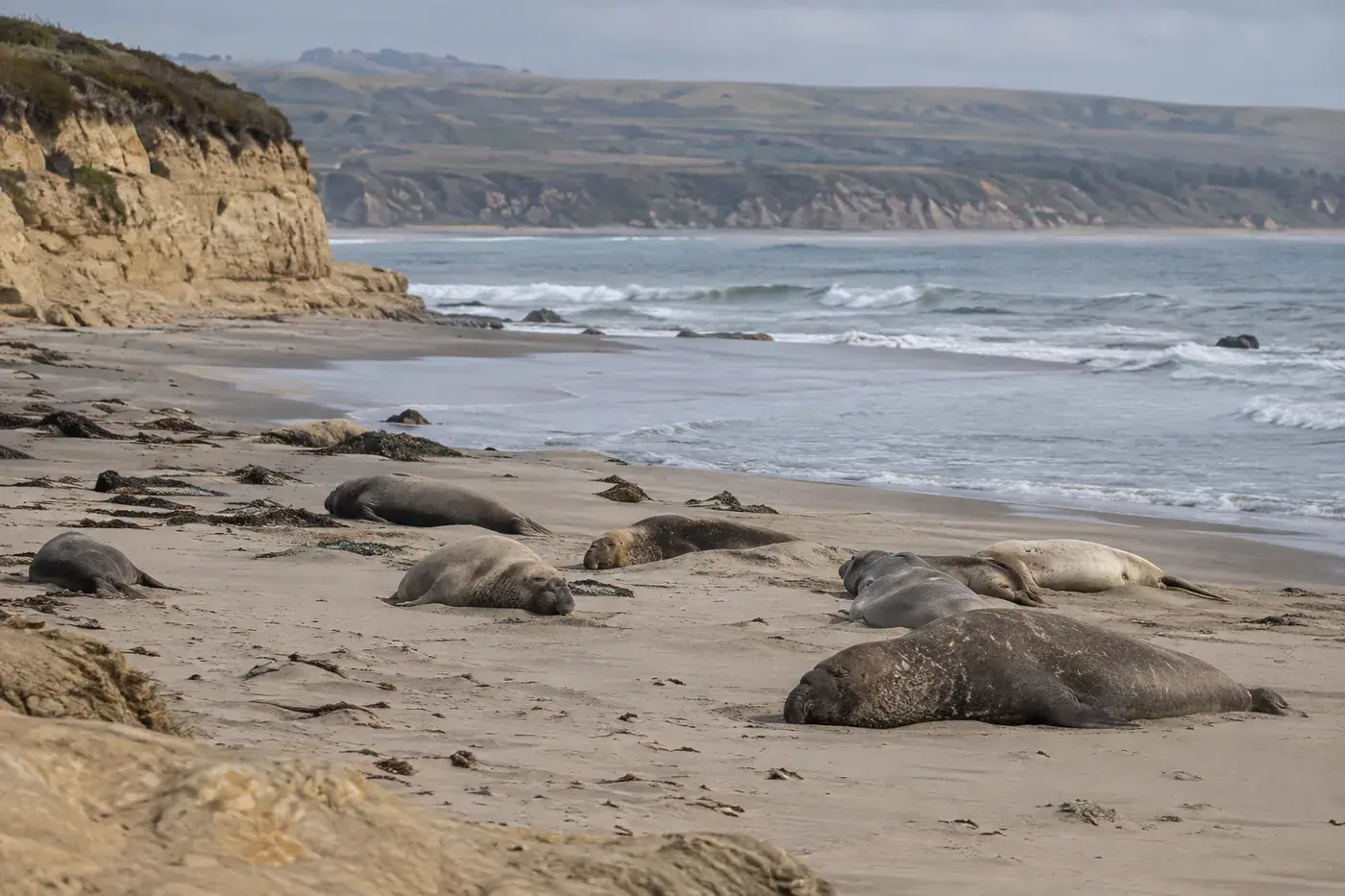 A small elephant-seal group resting on a broad coastal beach.