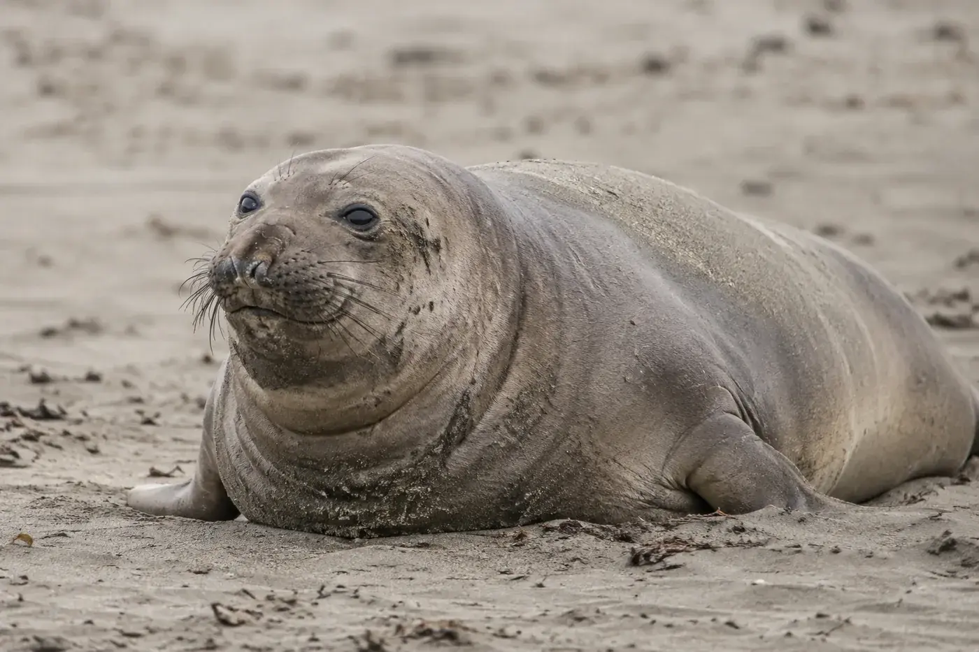 A northern elephant seal resting on pale sand.