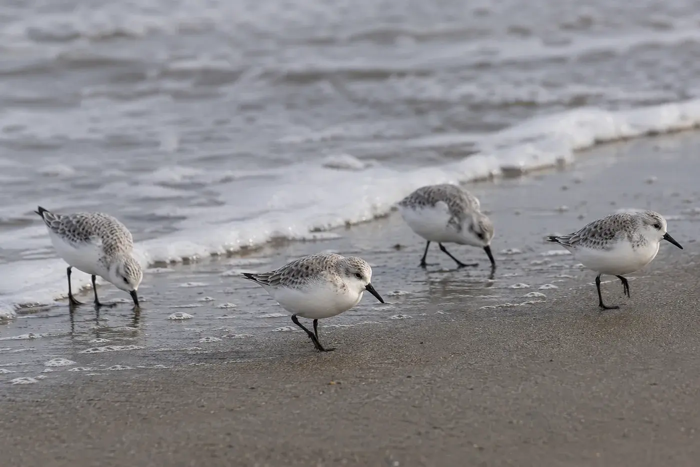 Sanderlings foraging on damp sand beside a receding wave.
