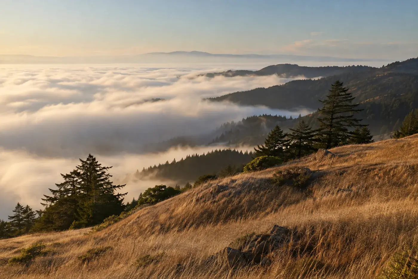 Low marine fog below grassy coastal slopes.