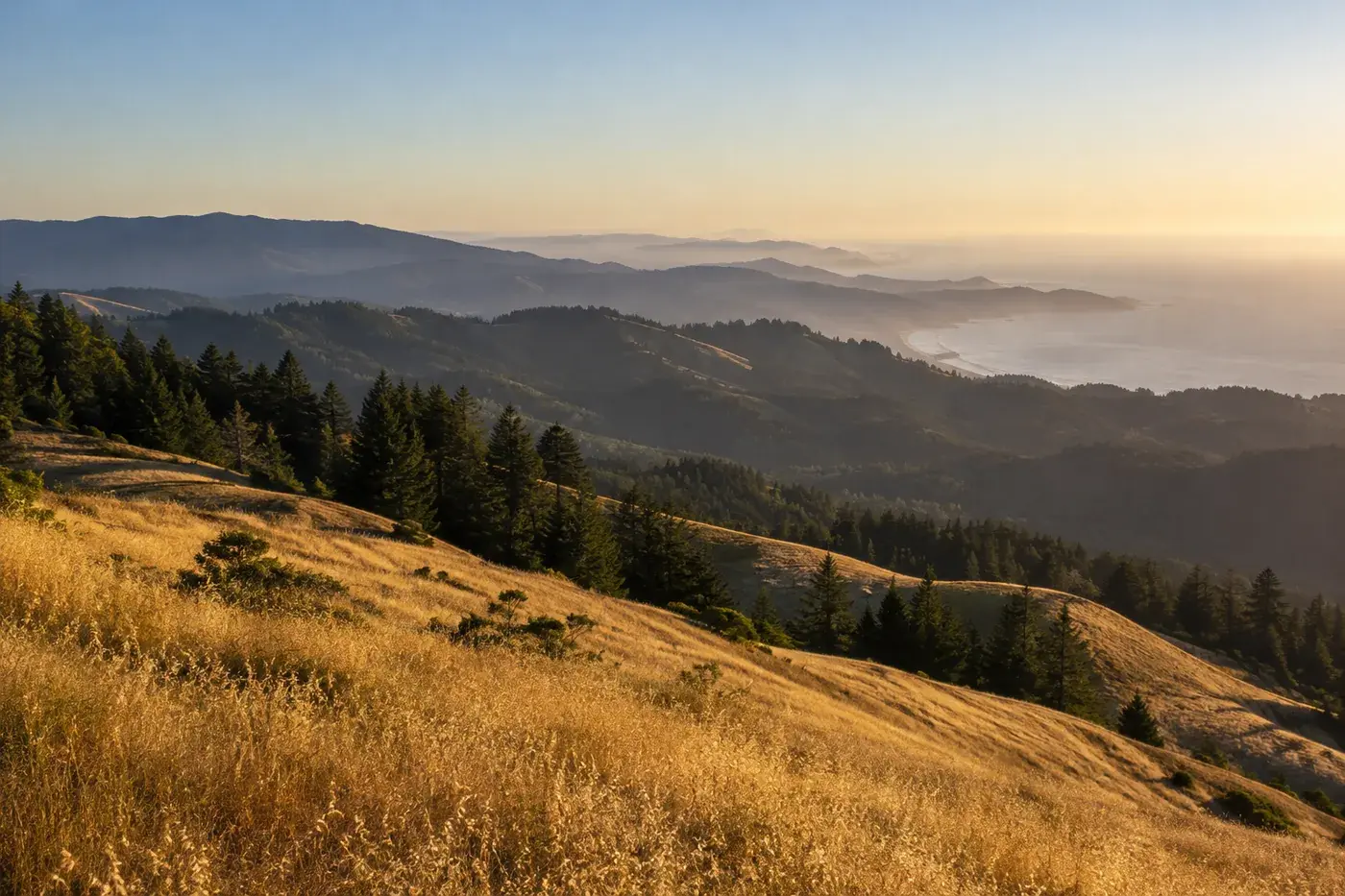 Late-afternoon light across coastal grassland ridges.