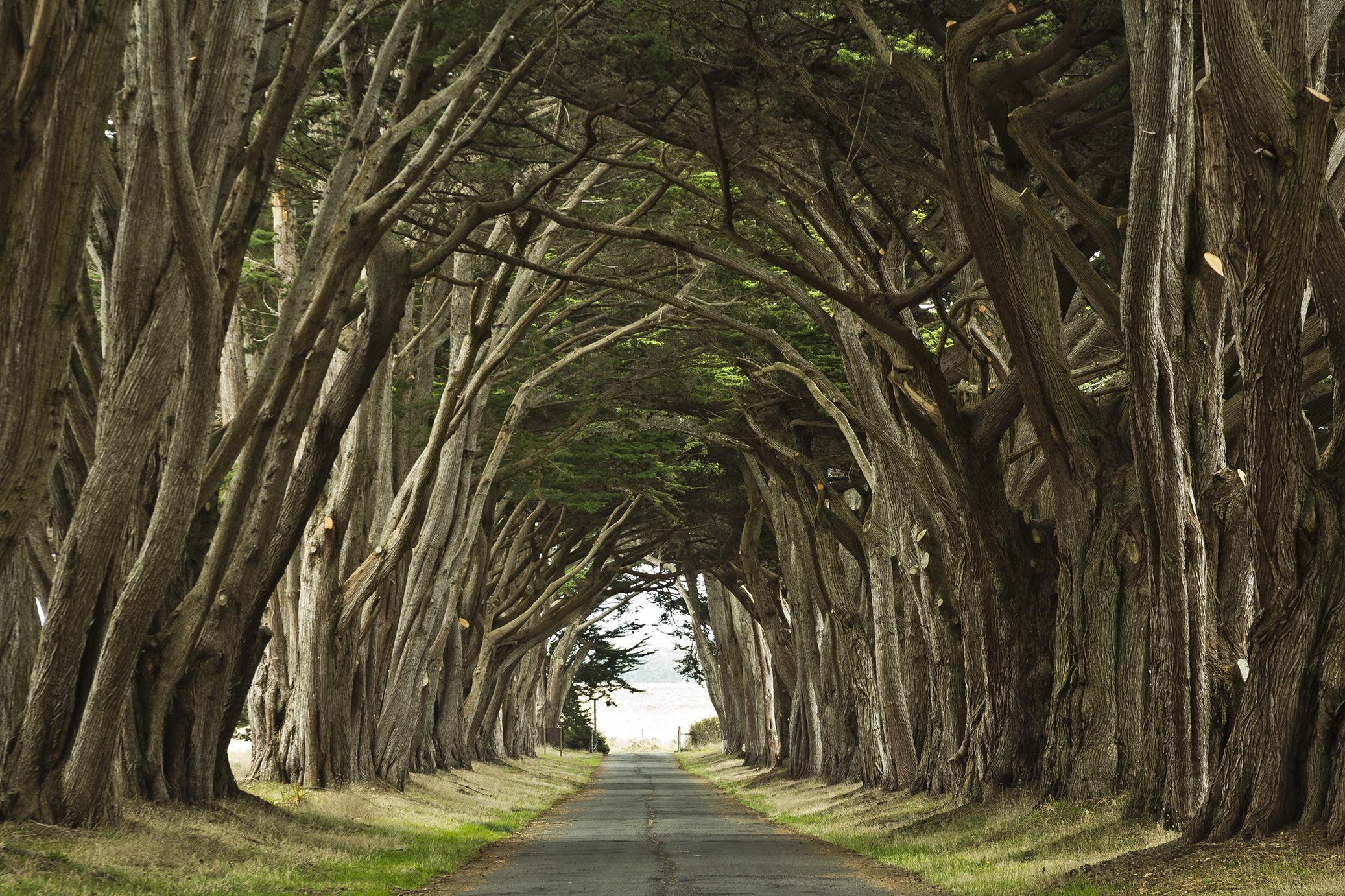 Point Reyes Cypress tree tunnel - Photo: S.Skower