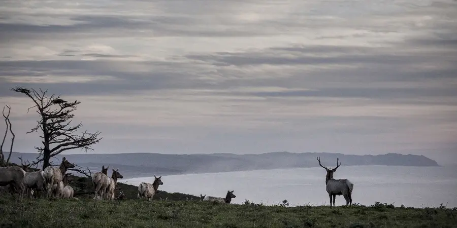 West Marin wild edges — open space, wildlife habitat, and big-sky views - Photo: S.Skower