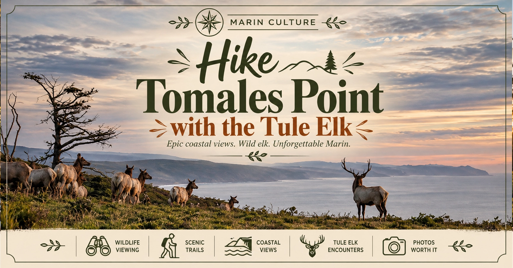A herd of tule elk above the water at Point Reyes
