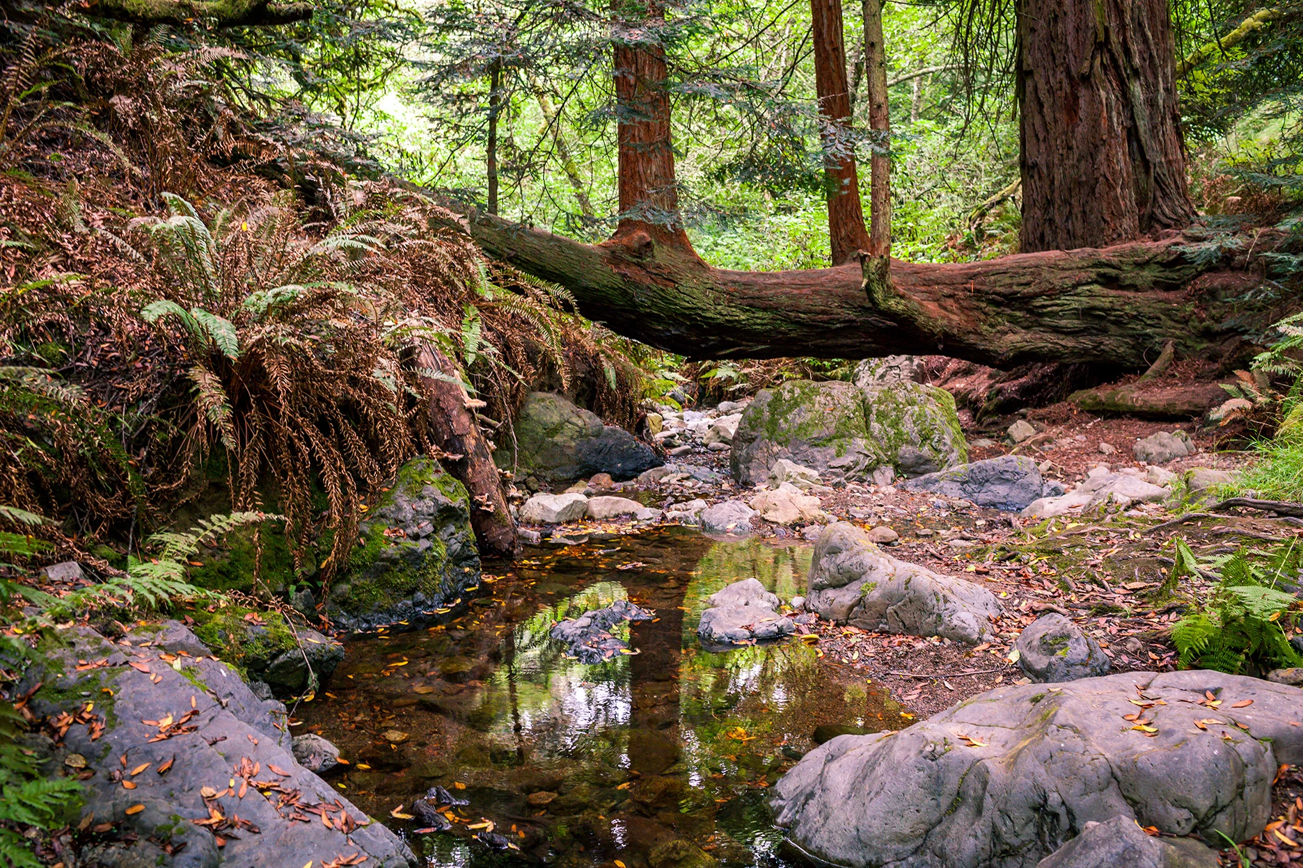 Redwood trail in Muir Woods