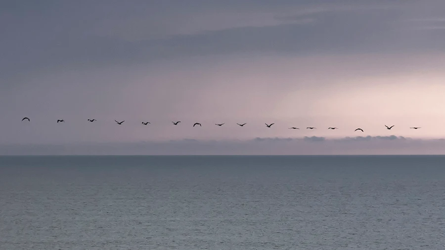 Pelicans over West Marin