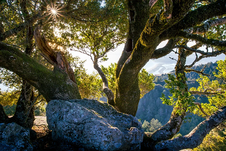 Views from Mount Tamalpais