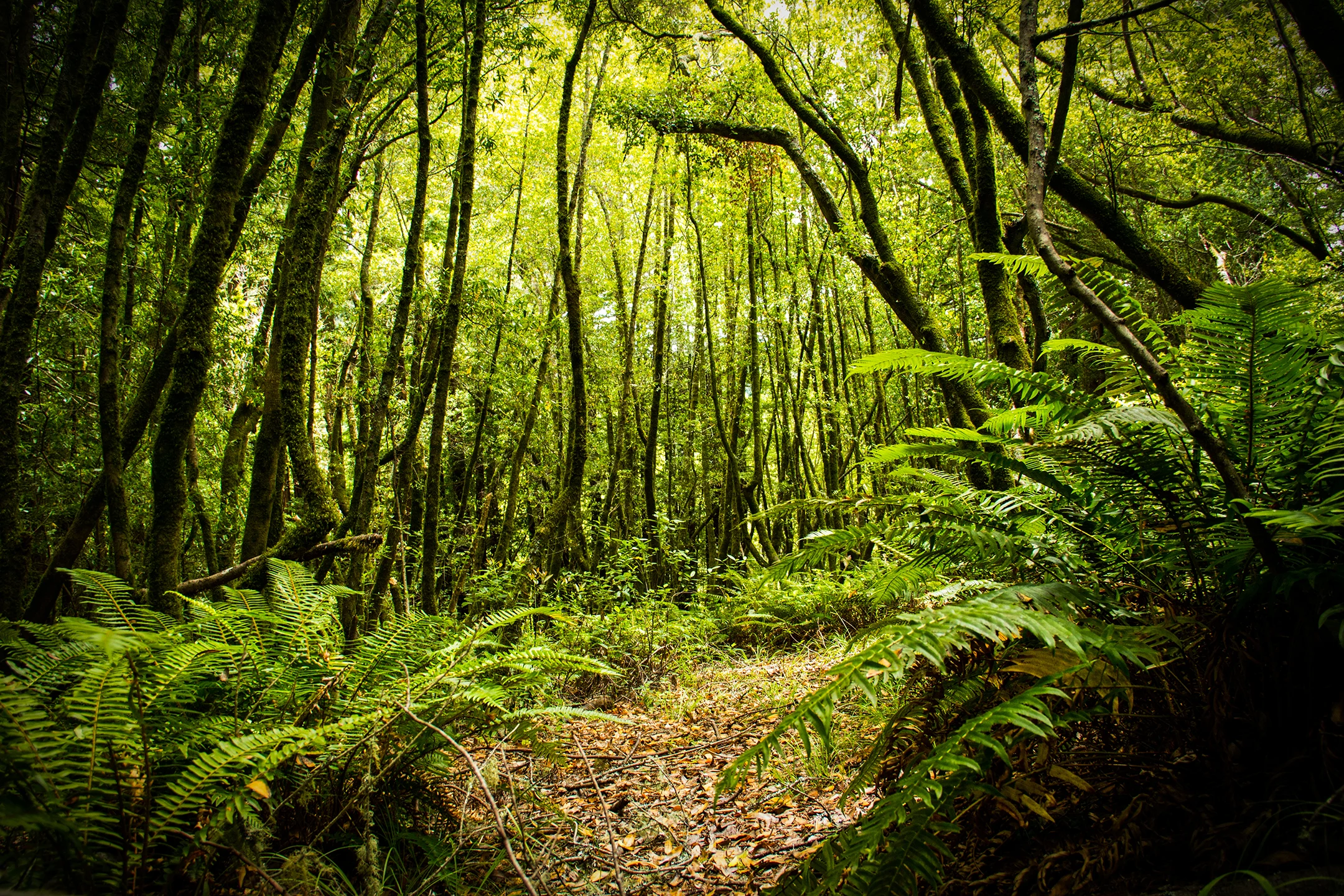 Trails in West Marin