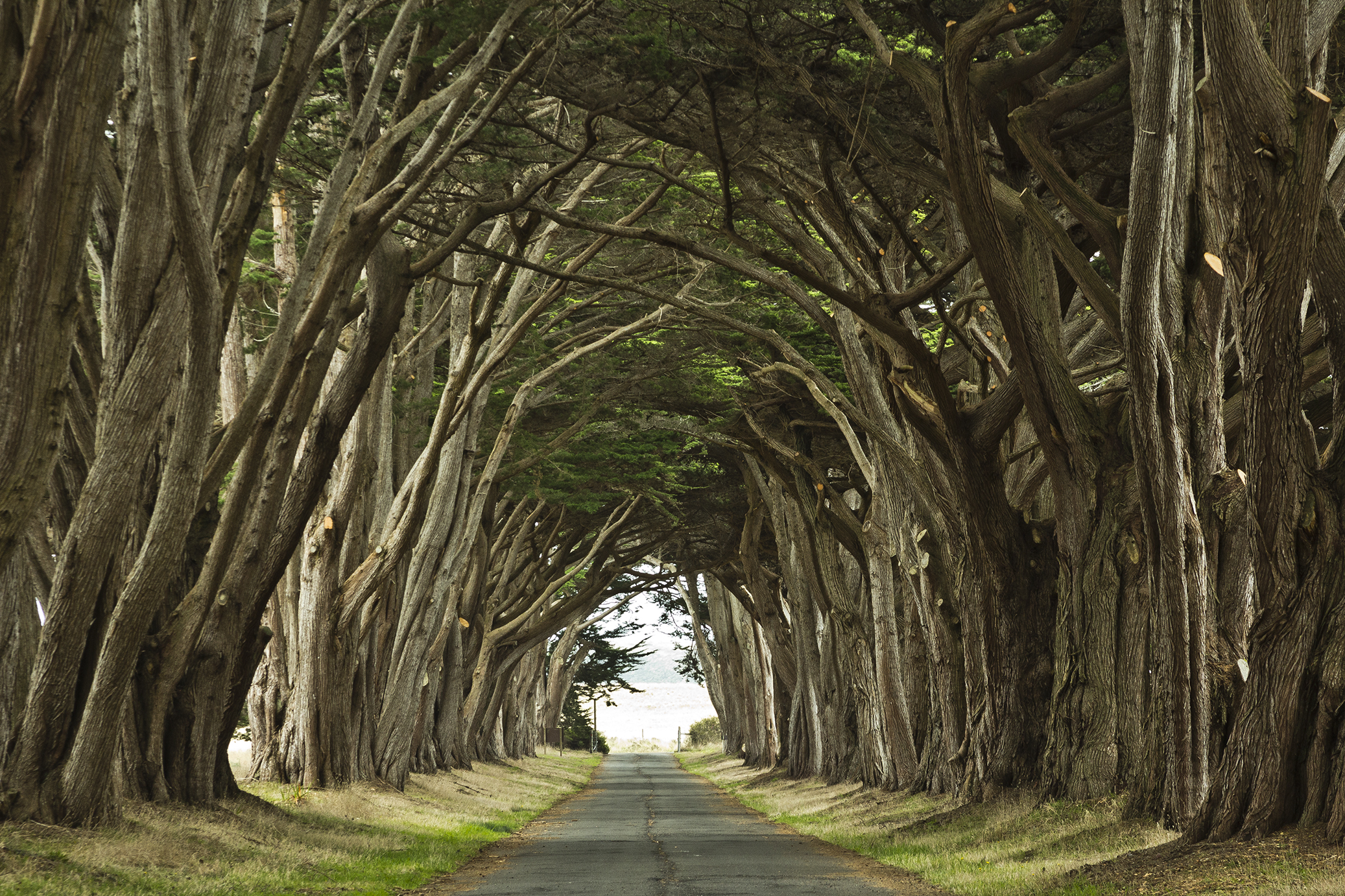 Tree Tunnel