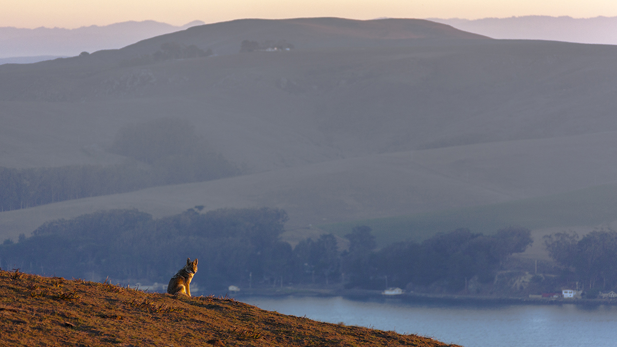 Tomales and Dillon Beach rugged coastline